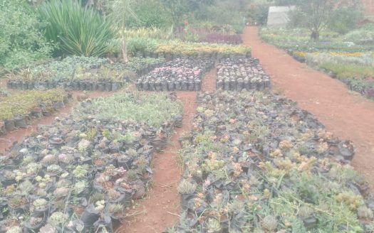 Prime Residential Plots In Nyari Estate For Sale Ksh 50M