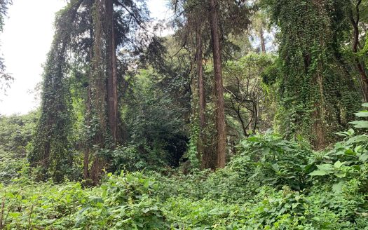 For Sale | Prime 1-Acre Residential Plot | Tate Close, Kitisuru, Nairobi